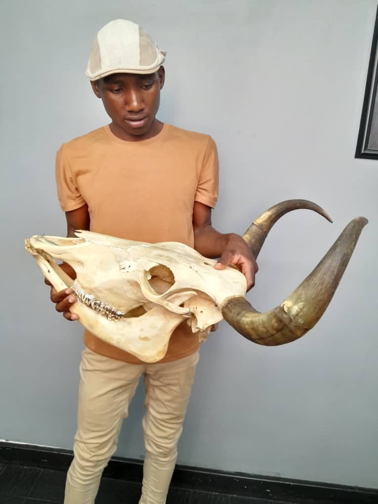 Behind-the-bones look at the animal kingdom