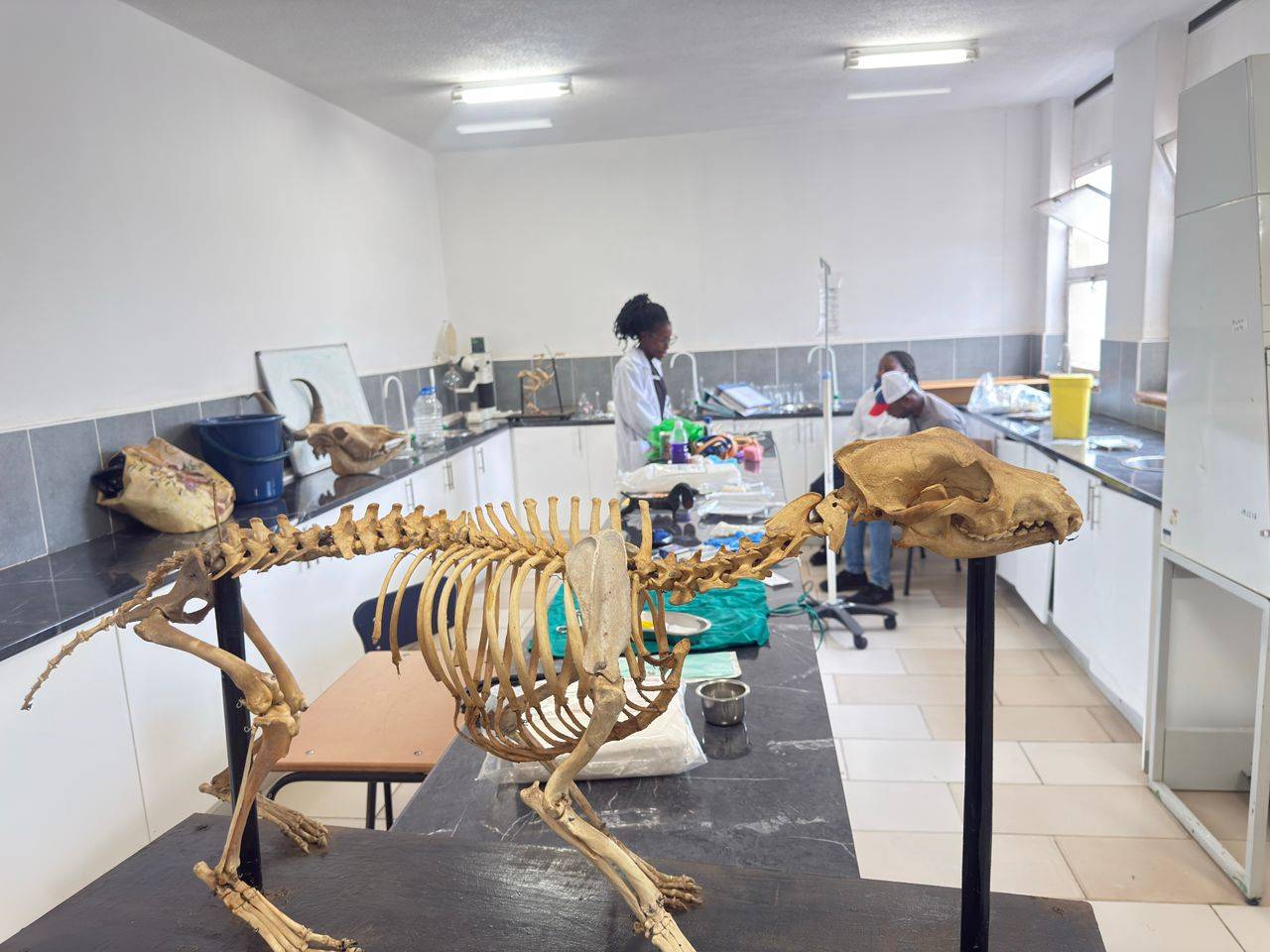 Veterinary students demonstrating their practical skills proficiency, to the HEXCO External Assessors.